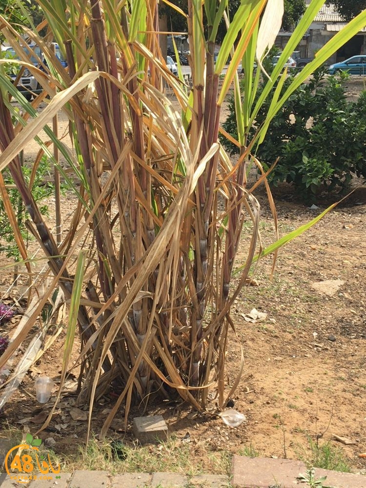 3ali turkaa (16).jpg